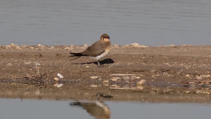 Collared Pratincole