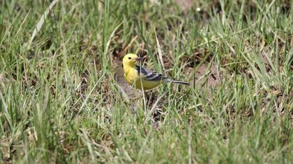Citrine Wagtail