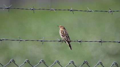 Red-throated Pipit