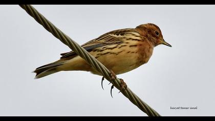 Red-throated Pipit