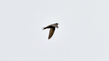 Pallid Swift
