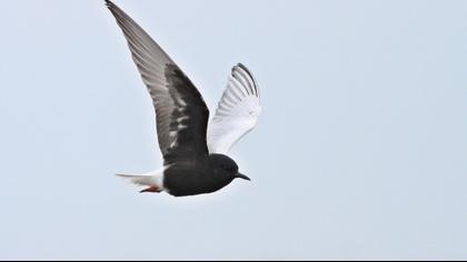 White-winged Tern