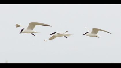 Gull-billed Tern