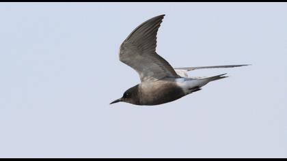 Black Tern