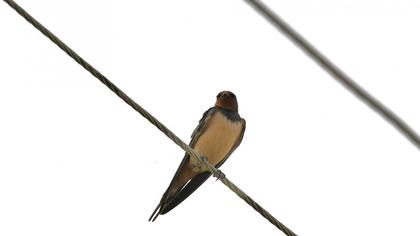 Barn Swallow