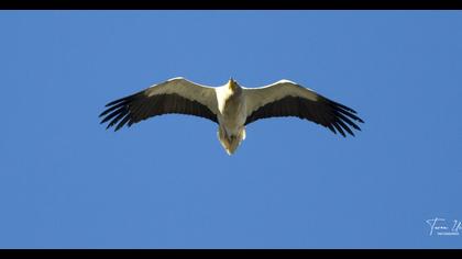 Egyptian Vulture