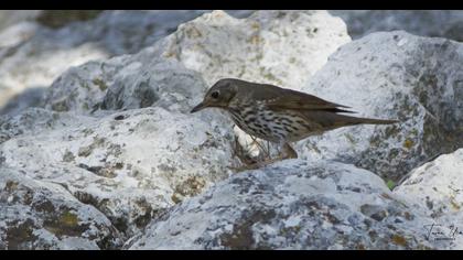 Song Thrush