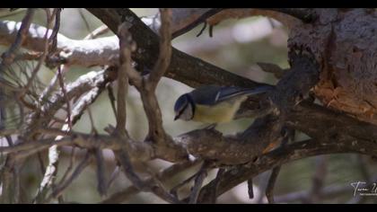 Eurasian Blue Tit