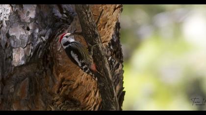 Middle Spotted Woodpecker