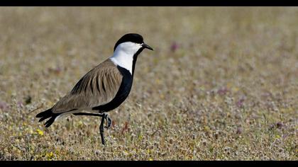 Spur-winged Lapwing