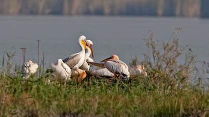 Great White Pelican