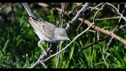 Barred Warbler