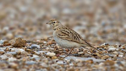 Greater Short-toed Lark