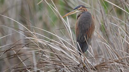 Erguvani balıkçıl