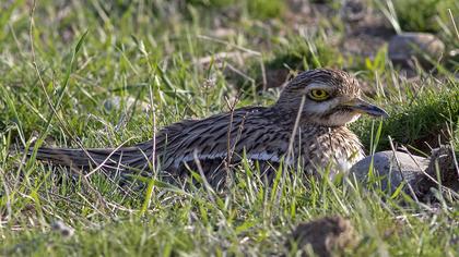 Eurasian Stone-curlew