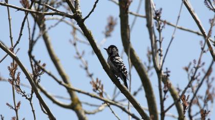 Küçük ağaçkakan