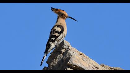 Eurasian Hoopoe
