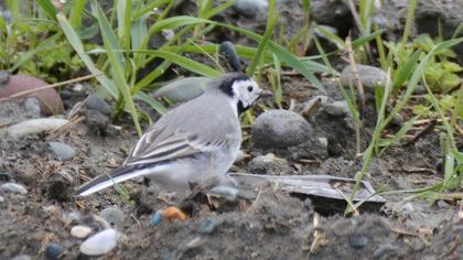 White Wagtail