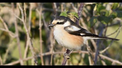 Masked Shrike