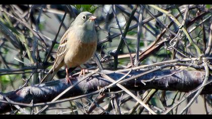Ortolan Bunting
