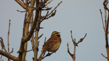 Cirl Bunting