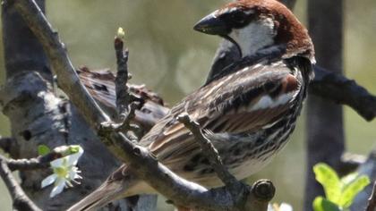 Spanish Sparrow