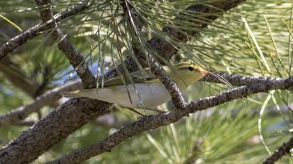 Wood Warbler
