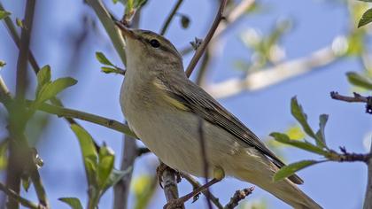 Willow Warbler