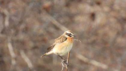 Whinchat