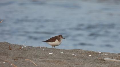 Common Sandpiper