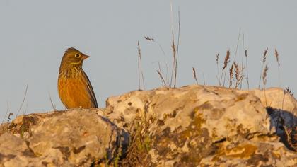Ortolan Bunting