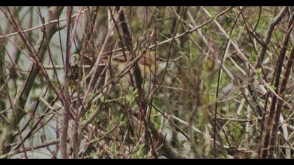 Great Reed Warbler