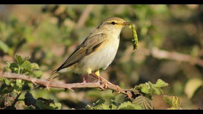 Willow Warbler