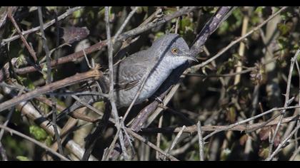 Barred Warbler