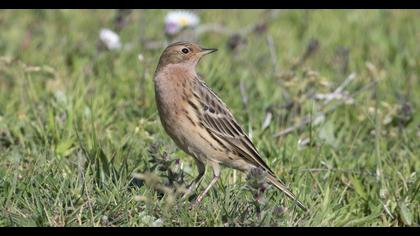 Red-throated Pipit