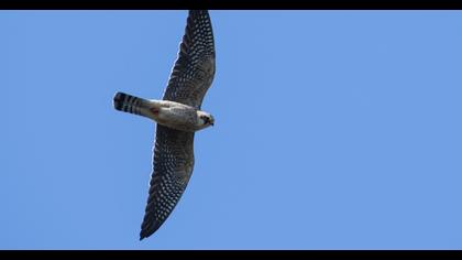 Red-footed Falcon