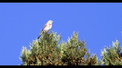 Common Linnet