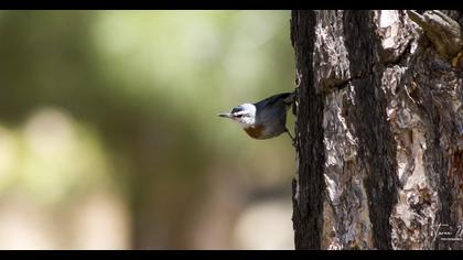 Krüper`s Nuthatch