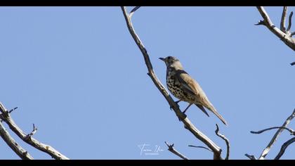 Mistle Thrush