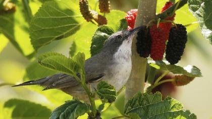 Eastern Orphean Warbler