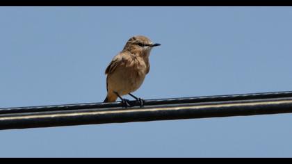 Isabelline Wheatear