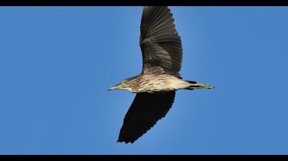 Black-crowned Night Heron