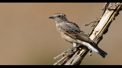 Karakulaklı kuyrukkakan