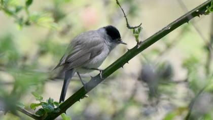 Eurasian Blackcap