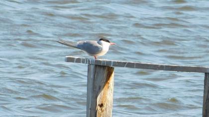 Common Tern