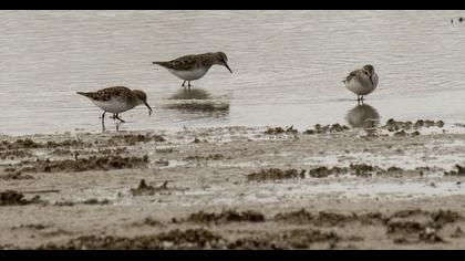 Little Stint