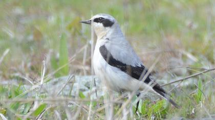 Northern Wheatear