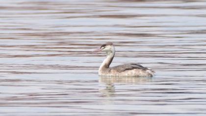 Great Crested Grebe