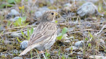 Corn Bunting