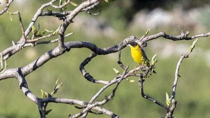 Black-headed Bunting